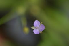 Murdannia vaginata